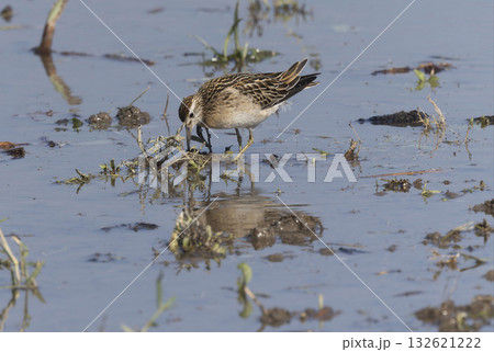 レンコン畑で餌を探すウズラシギ レンコン畑で餌を探すウズラシギ 132621222