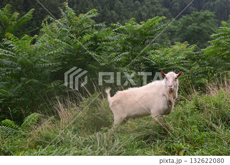 草むらにたたずむヤギ 132622080