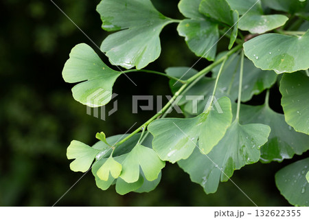Ginkgo tree (Ginkgo biloba) or ginkgo with bright green new leaves on background of blurry foliage. Selective focus. Close-up. Landscaped garden. Nature concept for desig 132622355