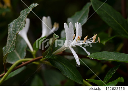 white flowers of a Lonicera japonica 132622356