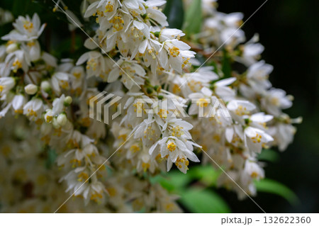 Spring flowering of Japanese snow flower Deutzia gracilis in a forest garden in the countryside of a European village. Spring flowering of Japanese snow flower Deutzia gracilis in a forest garden in the countryside of a European village. 132622360