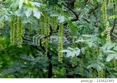 Branches with flowering catkins of Caucasian Walnut or Pterocarya Fraxinifolia tree 132622363