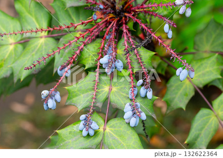 Mahonia aquifolium plant with blue fruits, ornamental evergreen plant Mahonia aquifolium plant with blue fruits, ornamental evergreen plant 132622364