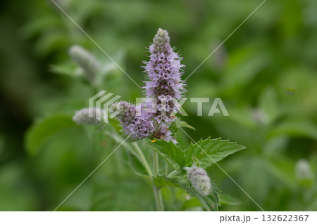 Sydney Australia, bee on purple mentha x piperita vulgaris or peppermint flower head Sydney Australia, bee on purple mentha x piperita vulgaris or peppermint flower head 132622367