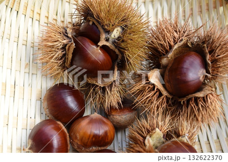 収穫した栗の実とイガ 132622370