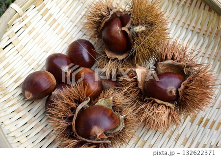 収穫した栗の実とイガ 132622371