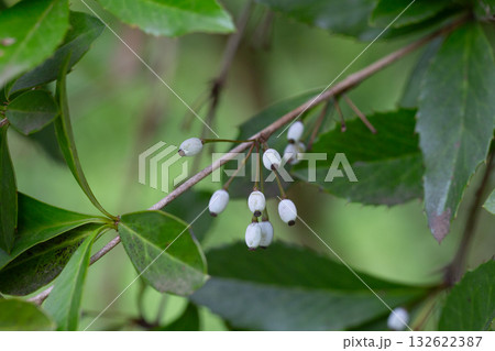 Berries on the evergreen shrub Berberis pruinosa. Blue fruits on a branch with green leaves (Berberis pruinosa), natural background, close-up 132622387