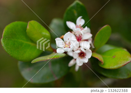 Rhaphiolepis indica Oriental Pearl Rosaceae flower Rhaphiolepis indica Oriental Pearl Rosaceae flower 132622388
