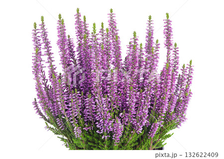 Blooming heather flowers isolated on a white background. Bush of flowering plants. 132622409
