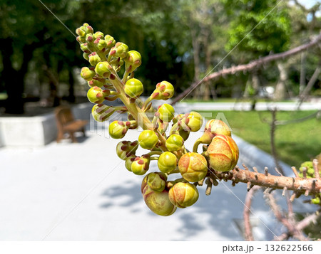 Close-up of cannonball tree flower buds on branch, not yet bloomed. Tropical plant in early growth stage, nature concept Close-up of cannonball tree flower buds on branch, not yet bloomed. Tropical plant in early growth stage, nature concept 132622566
