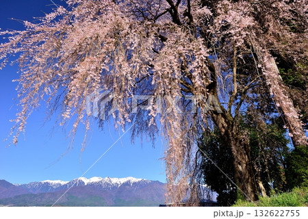 吉瀬のしだれ桜 132622755