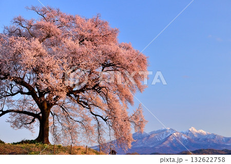 わに塚の一本桜 わに塚の一本桜 132622758