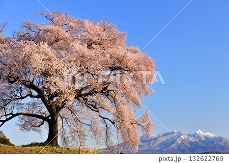 わに塚の一本桜 わに塚の一本桜 132622760