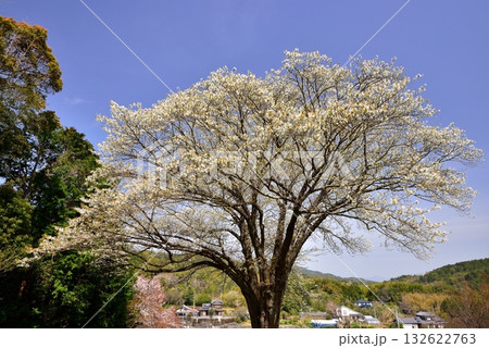 月光桜 月光桜 132622763