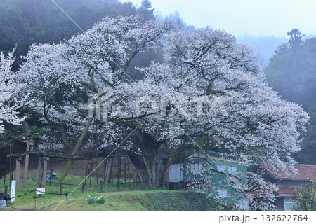 三隅太平桜 132622764