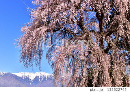 吉瀬のしだれ桜 吉瀬のしだれ桜 132622765