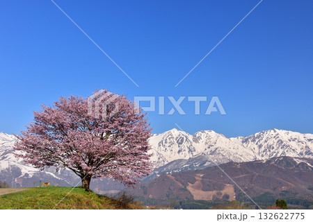 野平の一本桜 132622775