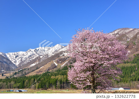 神城の一本桜 神城の一本桜 132622778