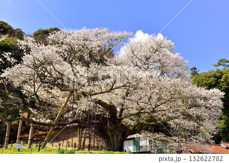 三隅太平桜 三隅太平桜 132622782