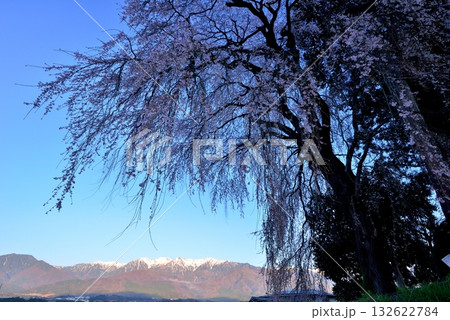 吉瀬のしだれ桜 132622784