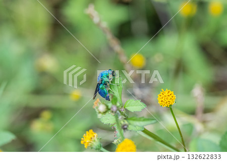 草花にとまるオオセイボウ 132622833