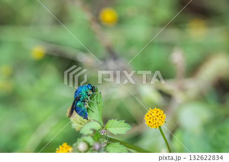 草花にとまるオオセイボウ 草花にとまるオオセイボウ 132622834