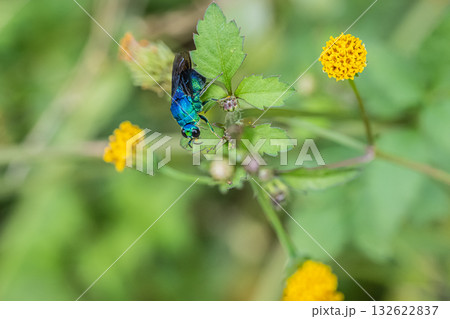 草花にとまるオオセイボウ 草花にとまるオオセイボウ 132622837