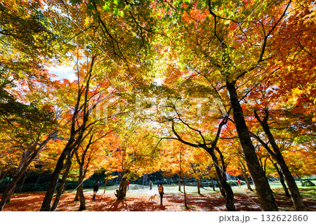 北海道の紅葉 132622860