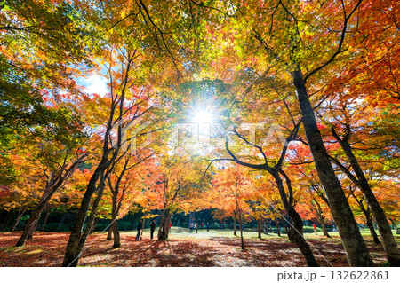 北海道の紅葉 132622861