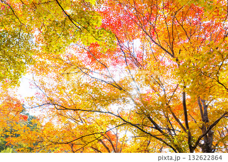 北海道の紅葉 132622864