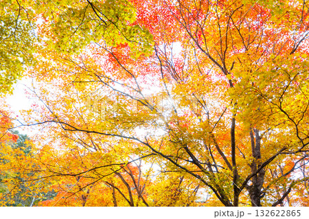 北海道の紅葉 132622865