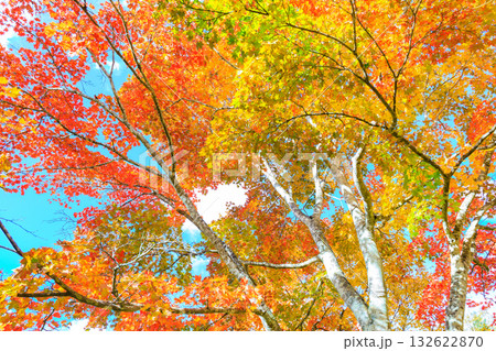 北海道の紅葉 132622870