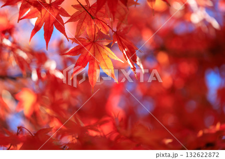 真っ赤な紅葉 真っ赤な紅葉 132622872