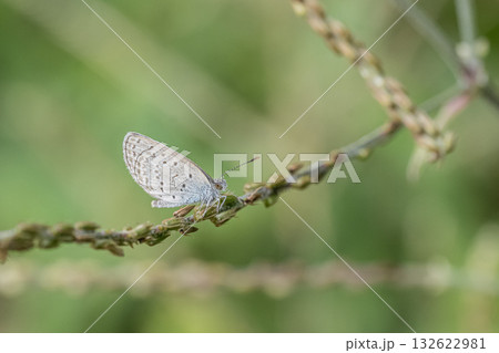 ヤマトシジミ 132622981