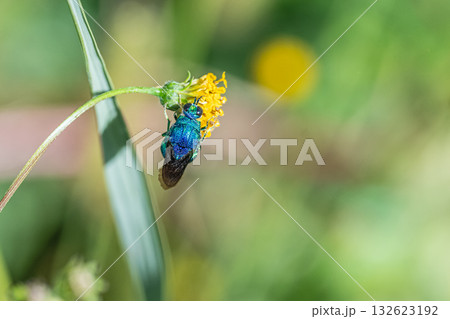 草花の花粉を食べるオオセイボウ 草花の花粉を食べるオオセイボウ 132623192