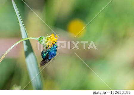 草花の花粉を食べるオオセイボウ 草花の花粉を食べるオオセイボウ 132623193