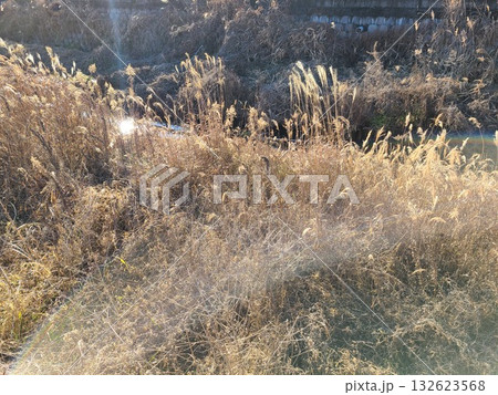 美しいススキ 132623568