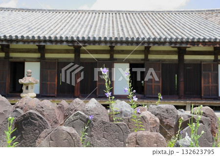 爽やか 桔梗の花 爽やか 桔梗の花 132623795