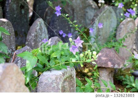 爽やか 桔梗の花 石仏 爽やか 桔梗の花 石仏 132623803