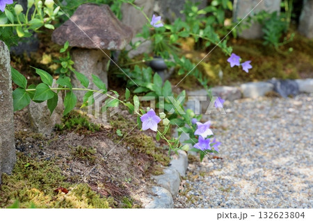 爽やか 桔梗の花 爽やか 桔梗の花 132623804