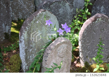 爽やか 桔梗の花 爽やか 桔梗の花 132623848