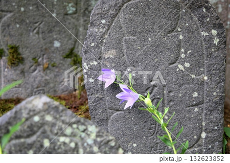 爽やか 桔梗の花 爽やか 桔梗の花 132623852