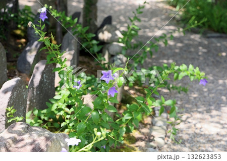 爽やか 桔梗の花 爽やか 桔梗の花 132623853
