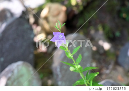 爽やか 桔梗の花 爽やか 桔梗の花 132623856