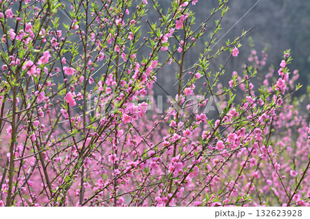 満開の花桃 早春の花桃の里 東秩父村 満開の花桃 早春の花桃の里 東秩父村 132623928