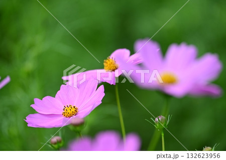 延岡植物園のコスモス 132623956