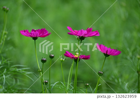 延岡植物園のコスモス 132623959