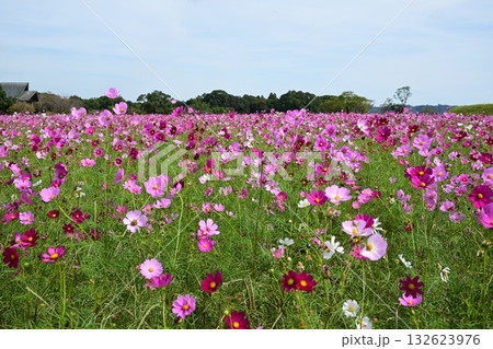 西都原のコスモス 西都原のコスモス 132623976