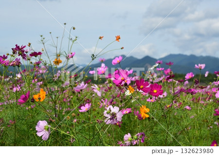 西都原のコスモス 西都原のコスモス 132623980