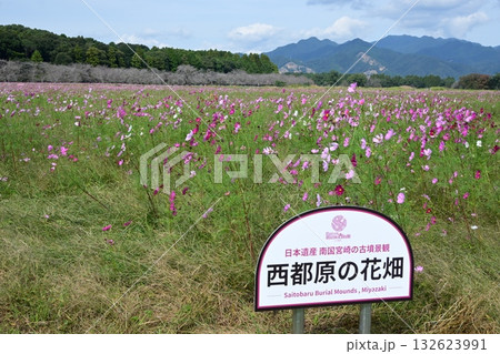 西都原のコスモス 西都原のコスモス 132623991